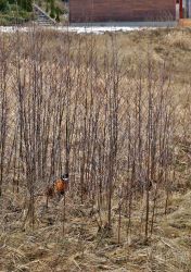 image033